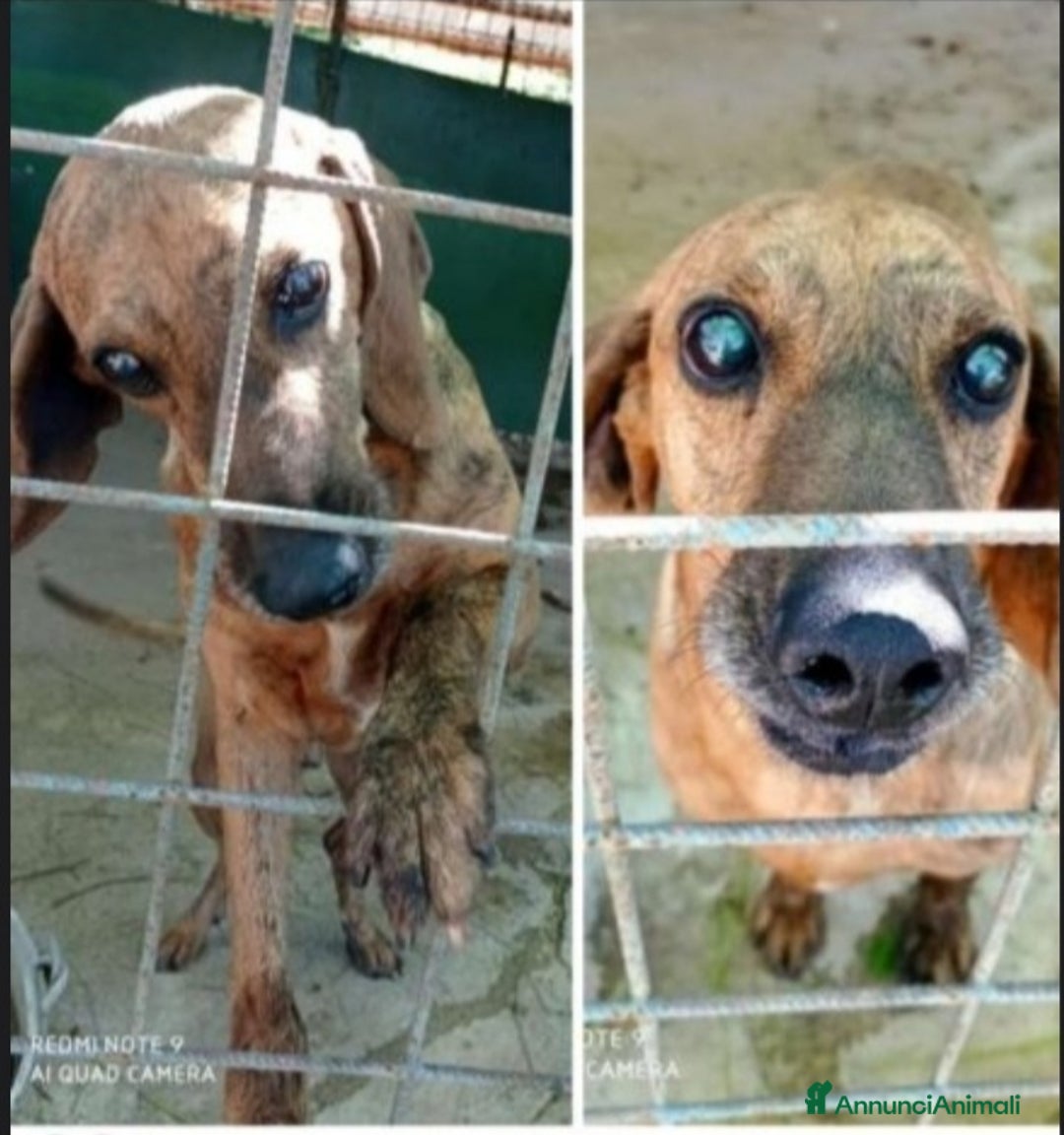 Segugio cani in regalo: Segugio adulto DIVENTATO CIECO IN CANILE!! LAZIO a Città metropolitana di Milano - Annuncio 3