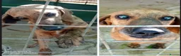 Segugio cani in regalo: Segugio adulto DIVENTATO CIECO IN CANILE!! LAZIO a Città metropolitana di Milano - Annuncio 3