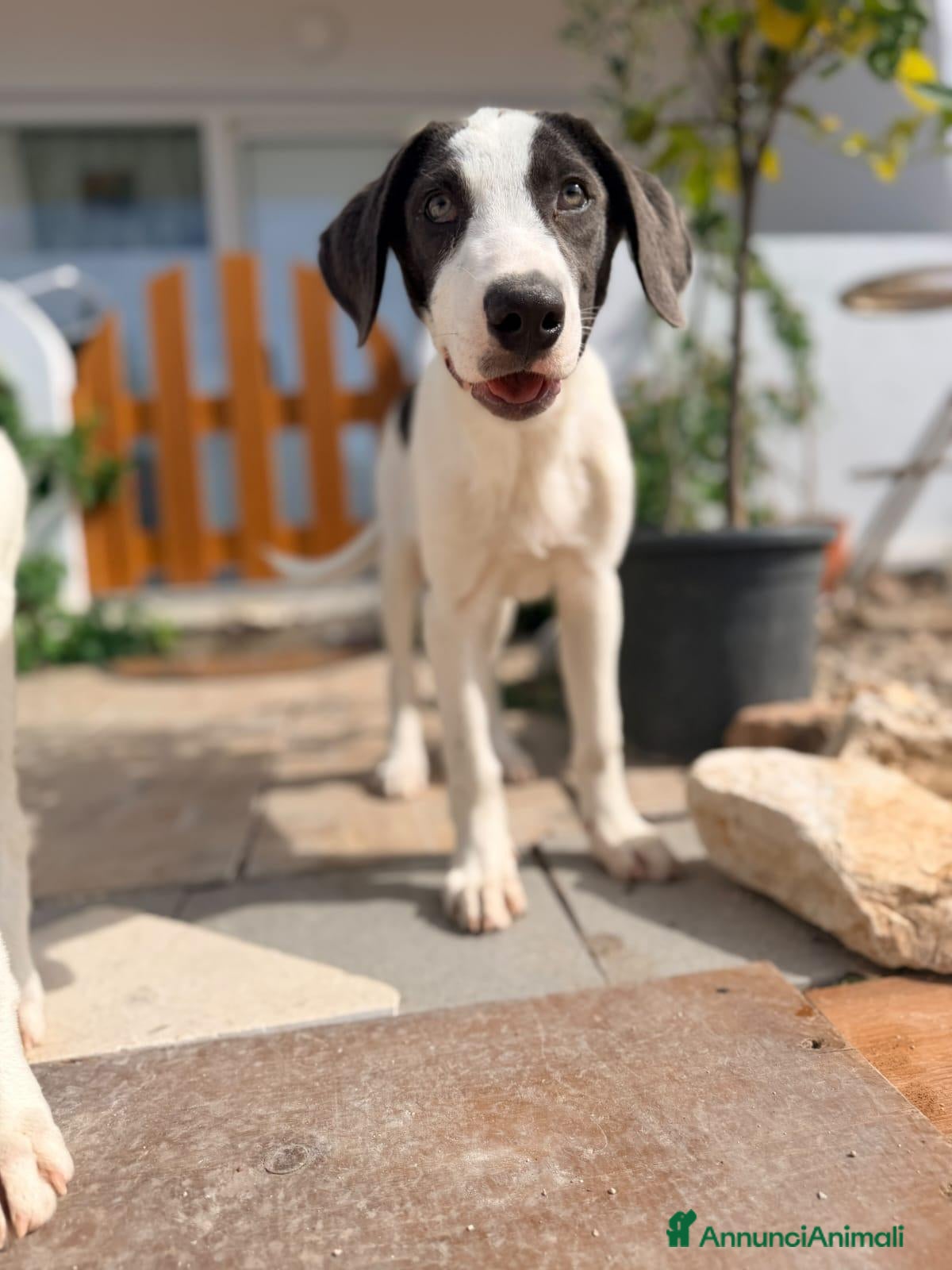 Meticcio cani Gary 4mesi occhi grigi,tg media in arrivo a MILANO - Annuncio 2