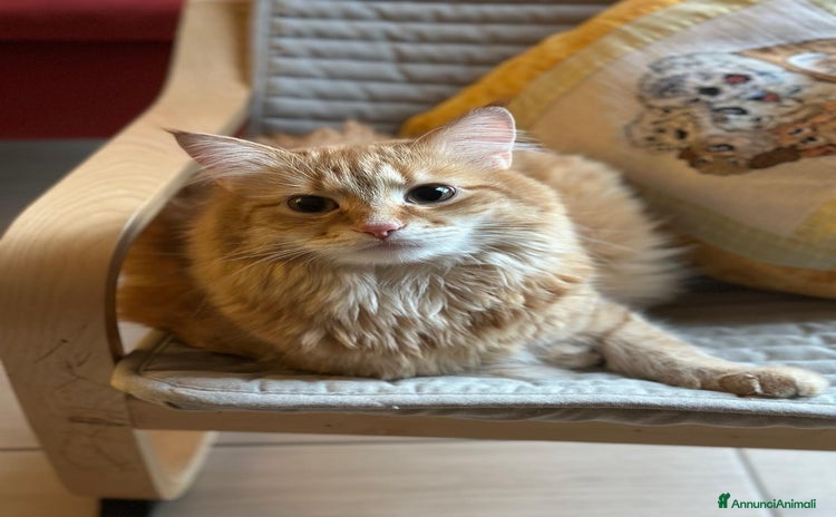 Siberiano gatti - Annuncio 19