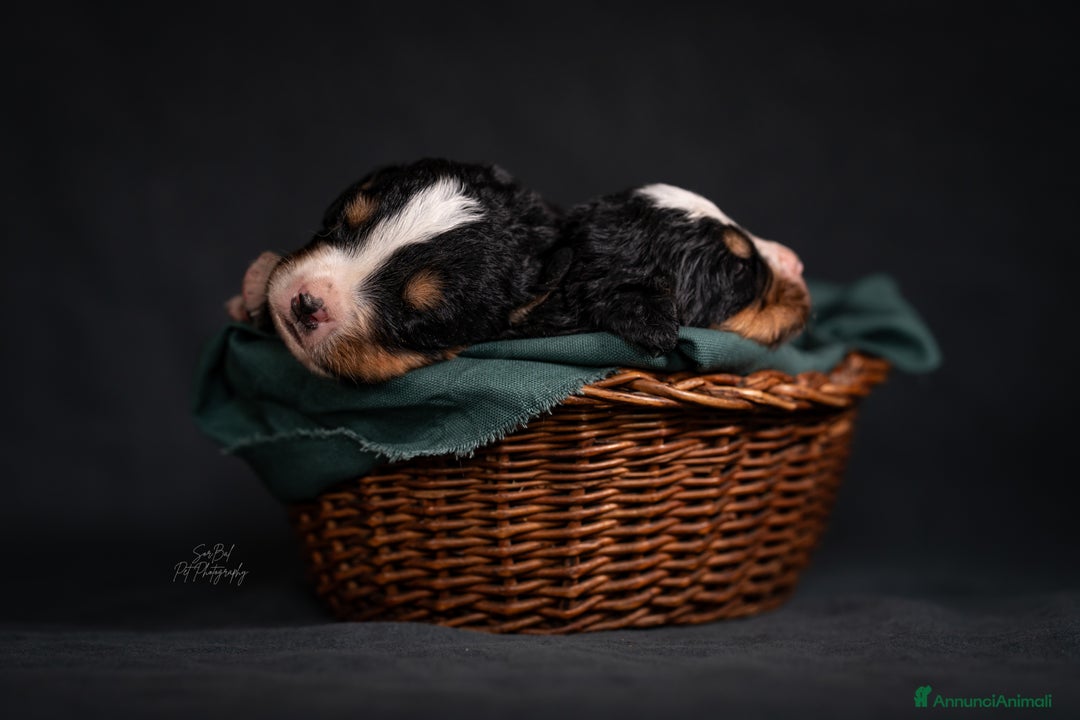 Bovaro del Bernese cani in vendita: Bernerdok's Aunts Cuccioli Y a Città Metropolitana di Torino - Immagine 15