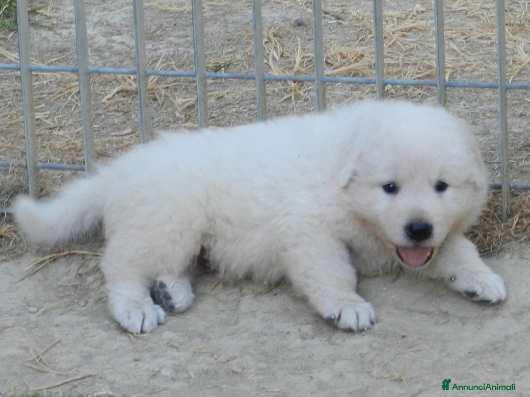 Pastore Maremmano cani in vendita: cuccioli di pastore maremmano abruzzese  - Annuncio 22