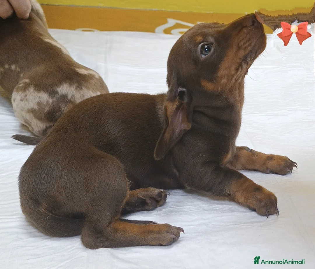 Bassotto cani in vendita: Cuccioli bassotto disponibili.  - Annuncio 10