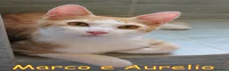 Europeo gatti in regalo: MARCO E  AURELIO DOLCISSIMI GATTINI - Annuncio 3