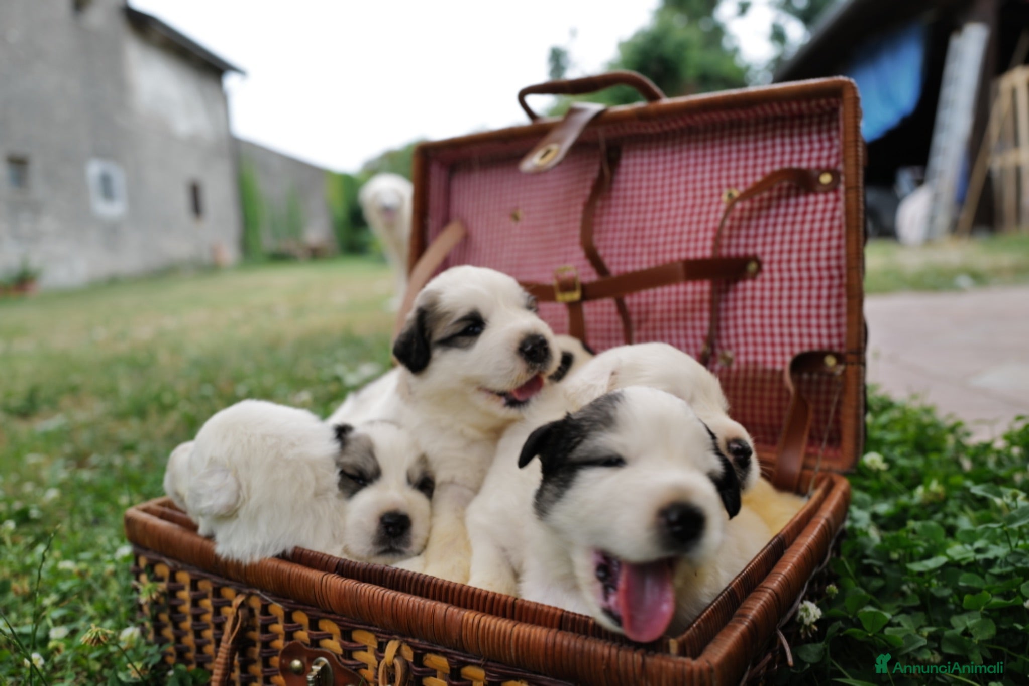 Cane da Montagna dei Pirenei cani Sette cuccioli di Cane da Montagna dei Pirenei - Annuncio 3