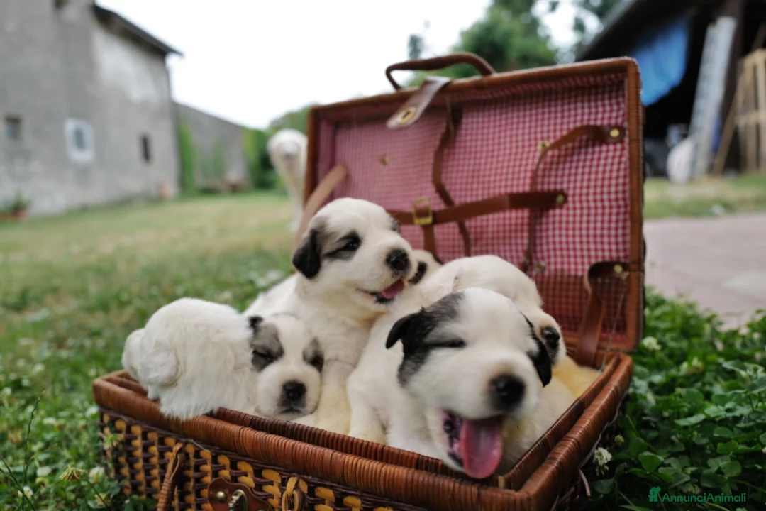 Cane da Montagna dei Pirenei cani in vendita: Sette cuccioli di Cane da Montagna dei Pirenei a Ente di decentramento regionale di Udine - Annuncio 1