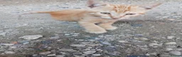 Europeo gatti in regalo: cuccioli gatto e mamma cercano casa❤️ - Annuncio 4