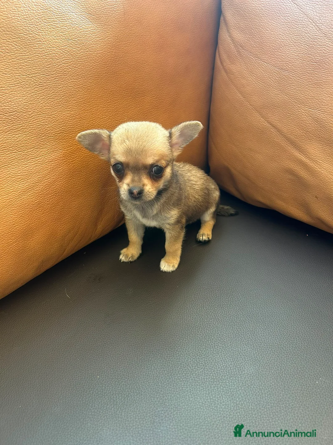 Chihuahua cani in vendita: Splendidi cuccioli di Chihuahua - Annuncio 2