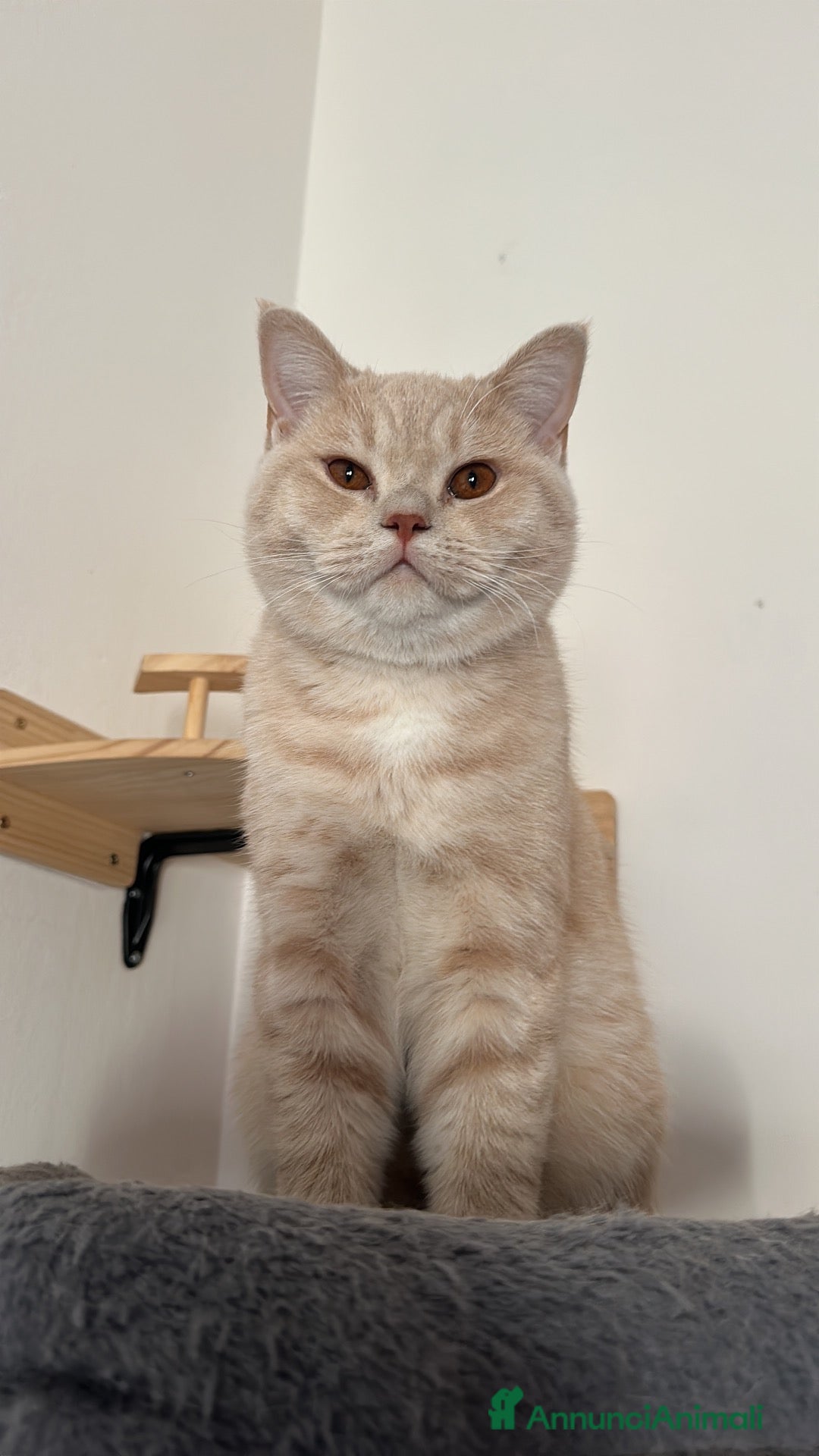 Scottish gatti in vendita: Cuccioli Scottish Straight - Annuncio 1