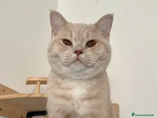 Scottish gatti Cuccioli Scottish Straight - Annuncio 1