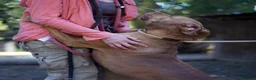 Pitbull cani in regalo: KIRA DAL DIVANO AL CANILE, IN ADOZIONE - Annuncio 4