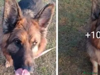 Pastore Tedesco cani Pastore Tedesco pelo lungo 8anni salito a MILANO - Annuncio 1