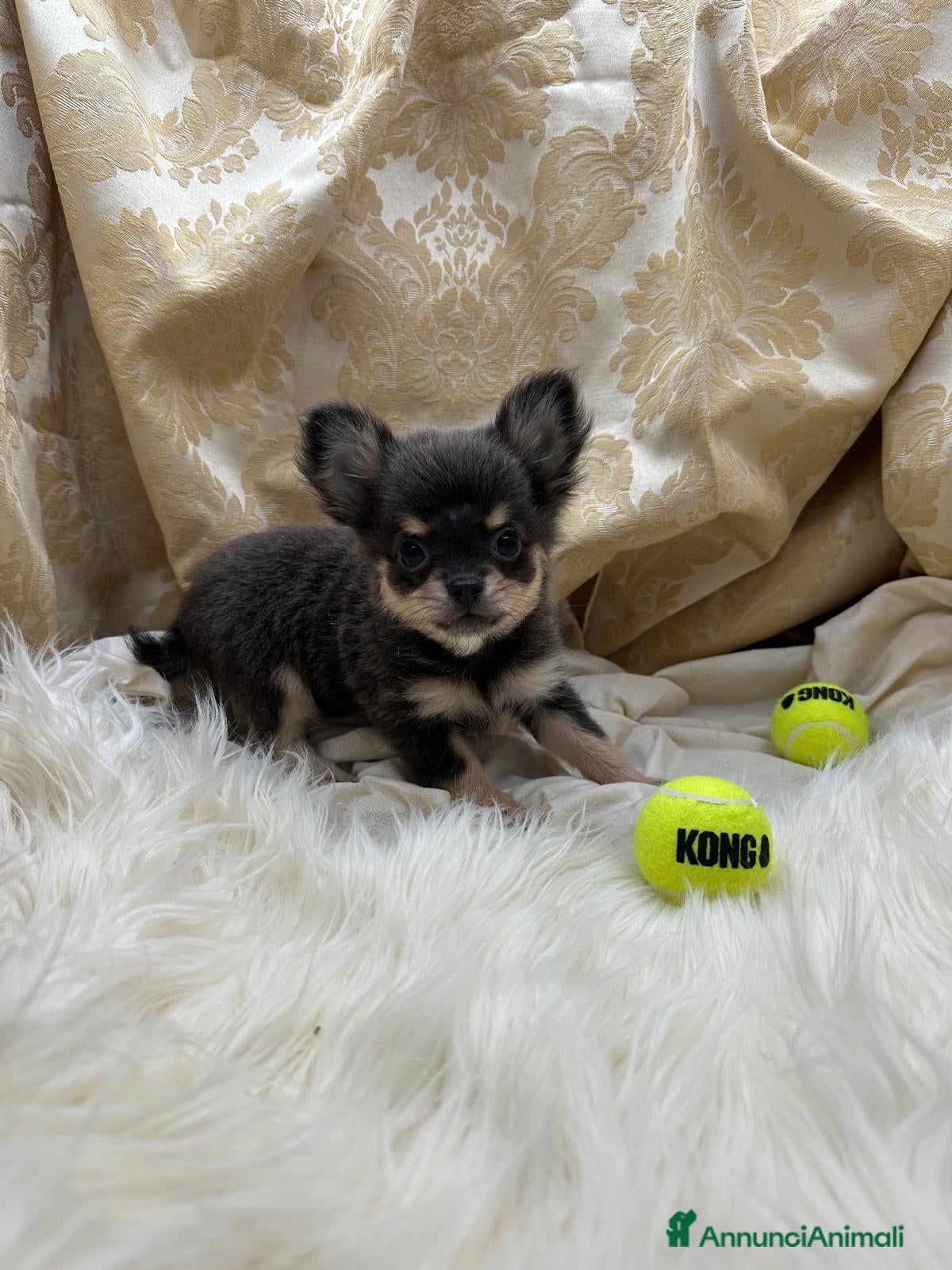 Chihuahua cani Chihuahua Blu e Tan - Annuncio 9
