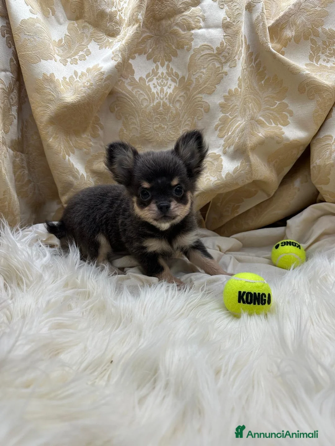 Chihuahua cani in vendita: Chihuahua Blu e Tan - Annuncio 1