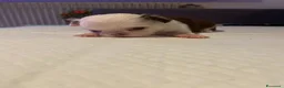 Chihuahua cani in vendita: Cuccioli di chihuahua con pedigree - Annuncio 5
