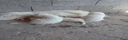 Pastore Abbruzzese Maremmano cani in regalo: Cuccioli di pastore maremmano a Città metropolitana di Sassari - Annuncio 1