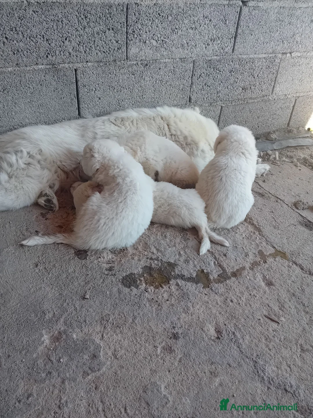 Pastore Abbruzzese Maremmano cani in regalo: Cuccioli di pastore maremmano a Città metropolitana di Sassari - Annuncio 1