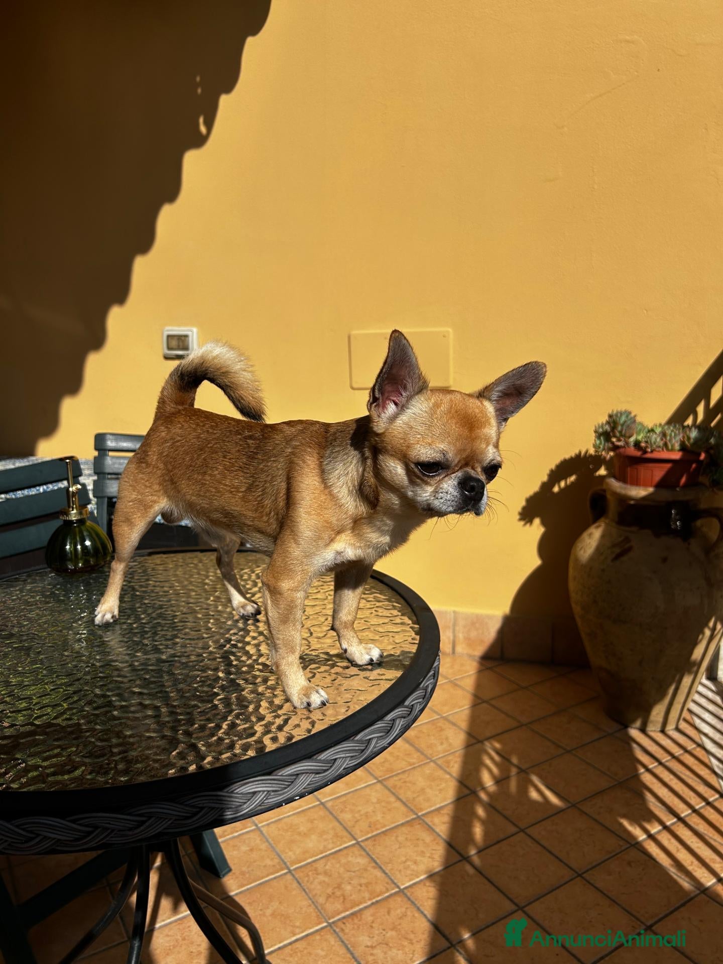 Chihuahua cani Chihuahua con pedigree per accoppiamento - Annuncio 1