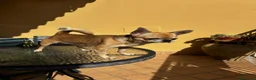 Chihuahua cani per accoppiamento: Chihuahua con pedigree per accoppiamento a Provincia di Caserta - Annuncio 1