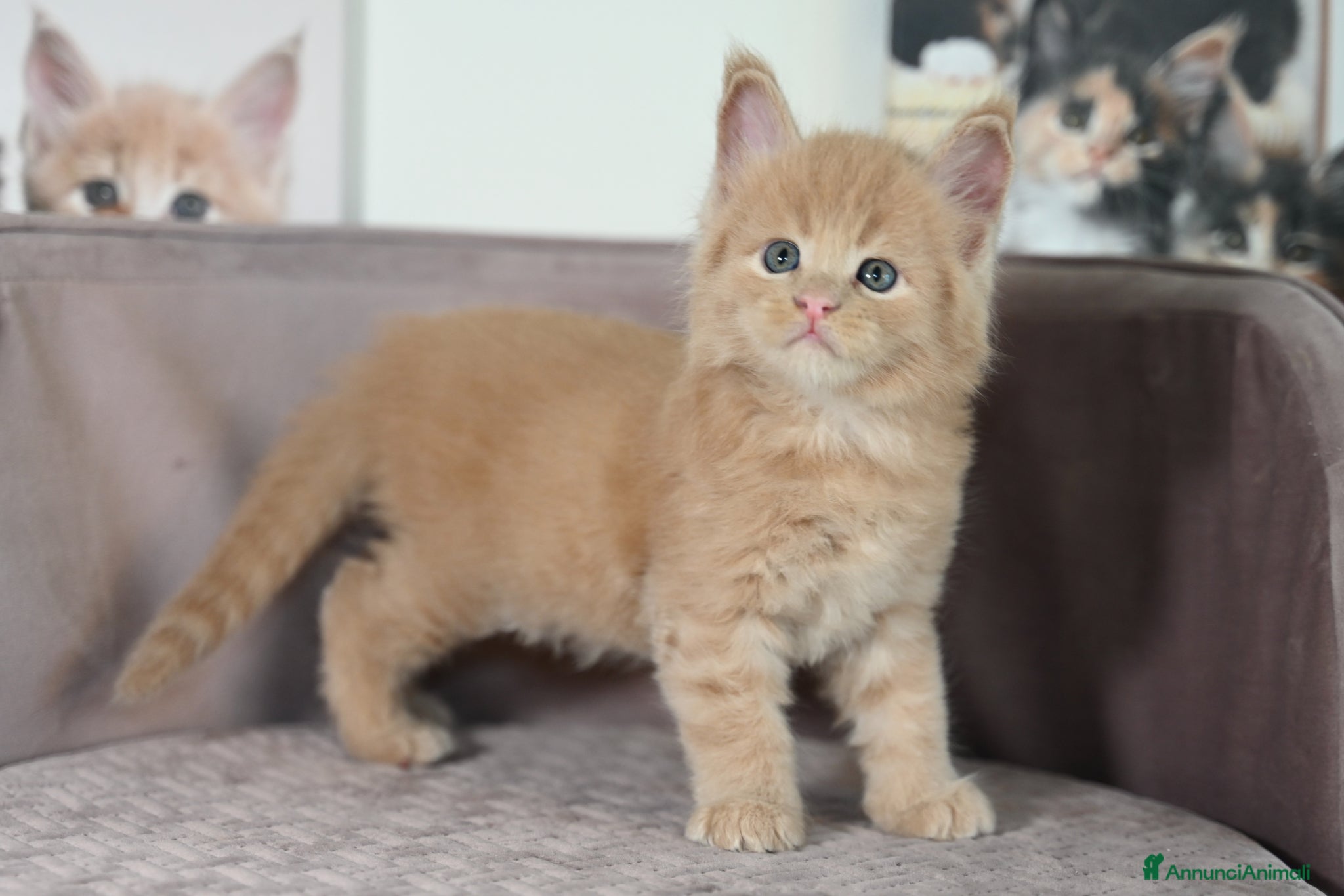 Maine Coon gatti 🏆 Top Cuccioli MCO ❤️ - Annuncio 2