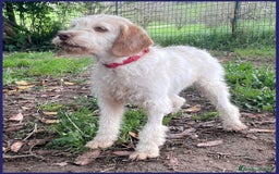 Meticcio cani in regalo: SPIGA tenera spinoncina di 3 anni circa a Città Metropolitana di Torino - Immagine 3