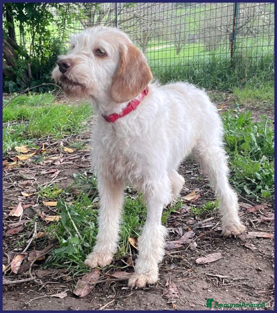 Meticcio cani in regalo: SPIGA tenera spinoncina di 3 anni circa a Città Metropolitana di Torino - Immagine 3