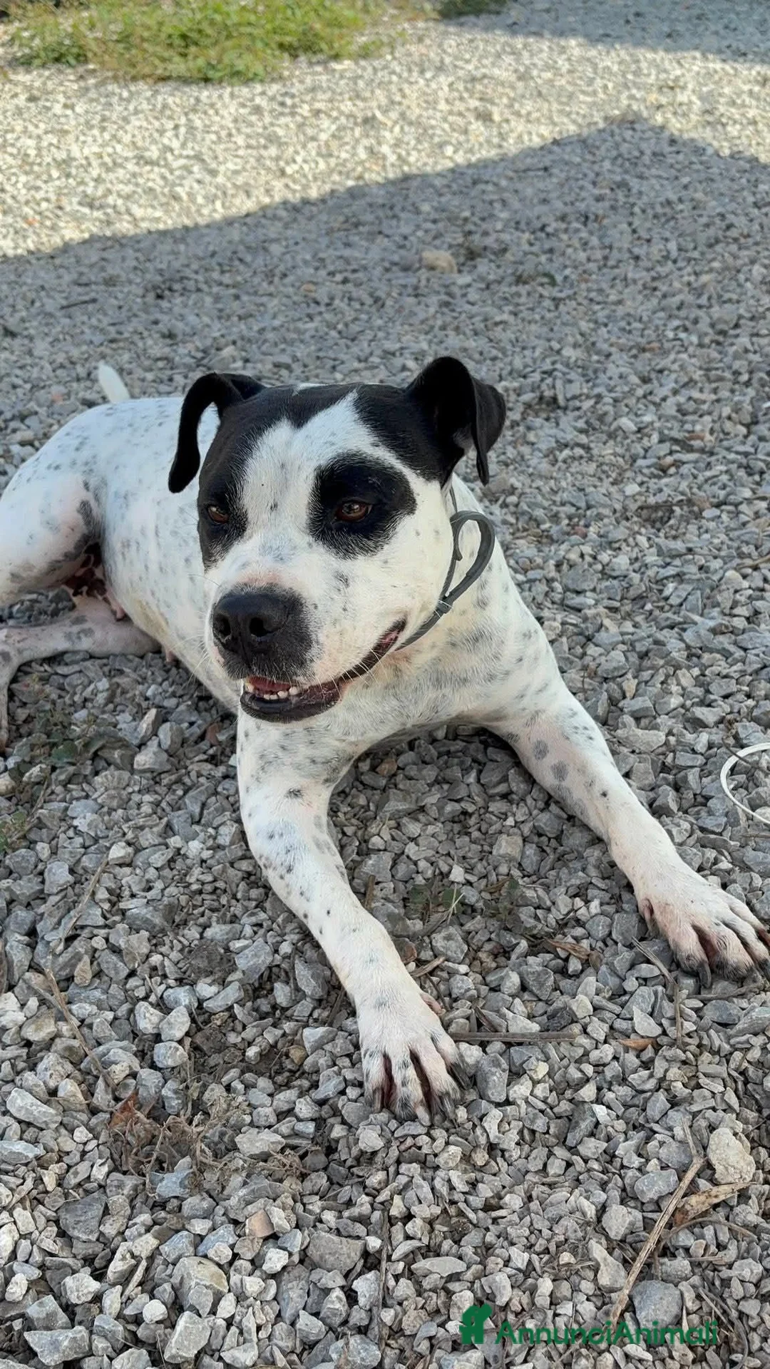 Meticcio cani in regalo: Mini pit bullina, 16 kg. 3 anni  - Annuncio 2