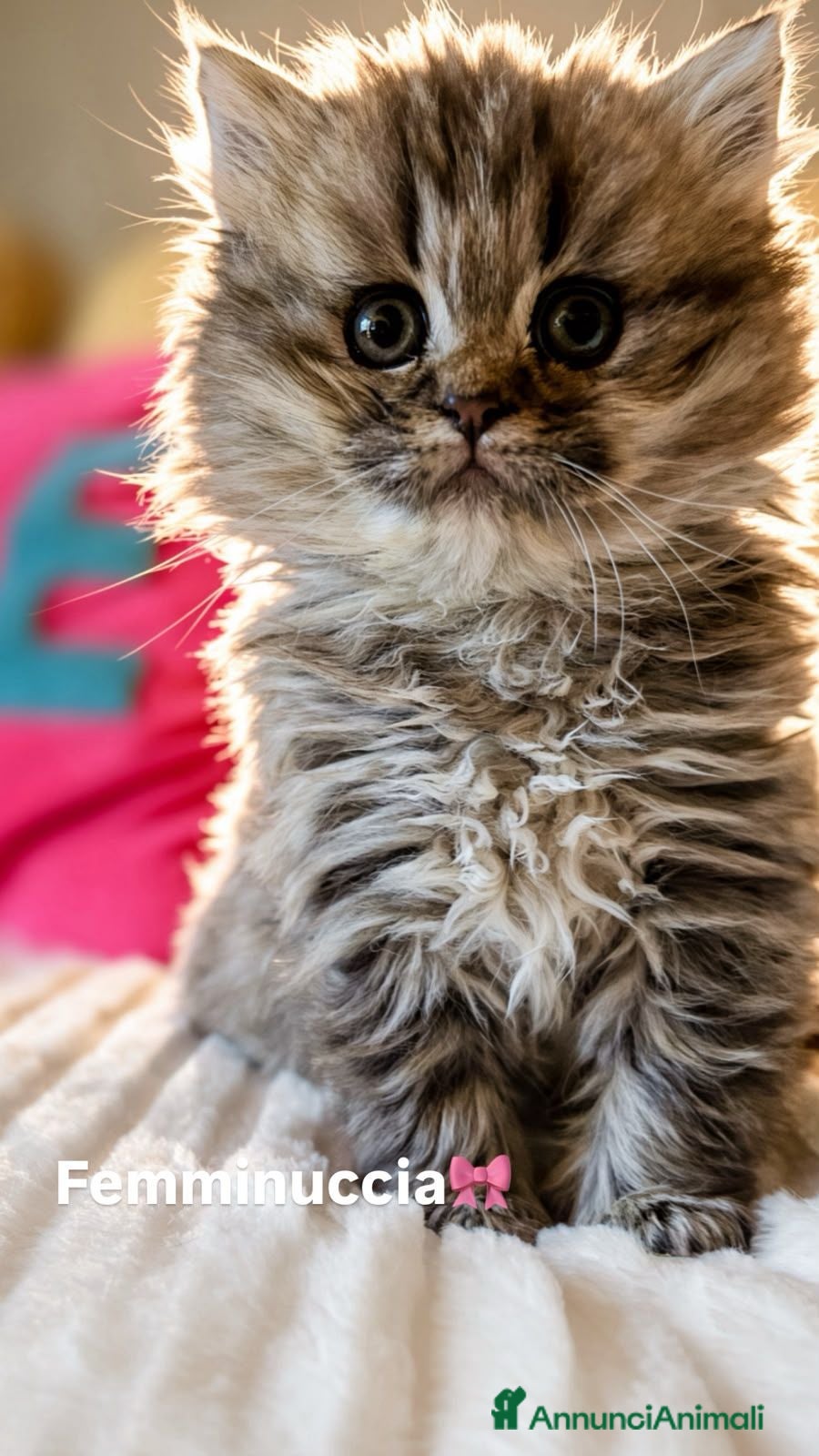 British gatti Cuccioli British Longhair - Annuncio 3