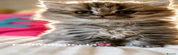 British gatti in vendita: Cuccioli British Longhair - Annuncio 1