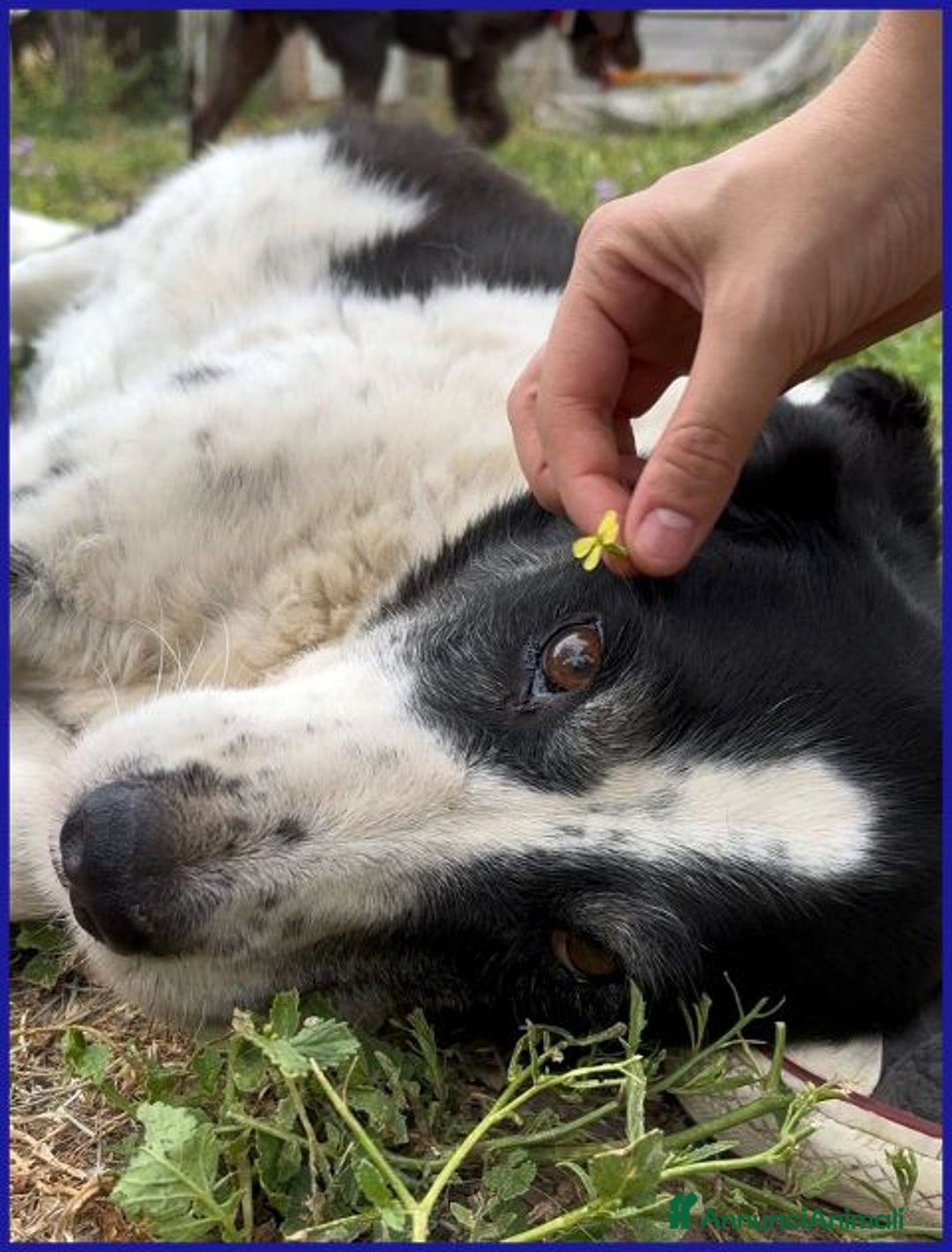 Meticcio cani in regalo: CHIANINA 12anni una patatona! - Annuncio 9