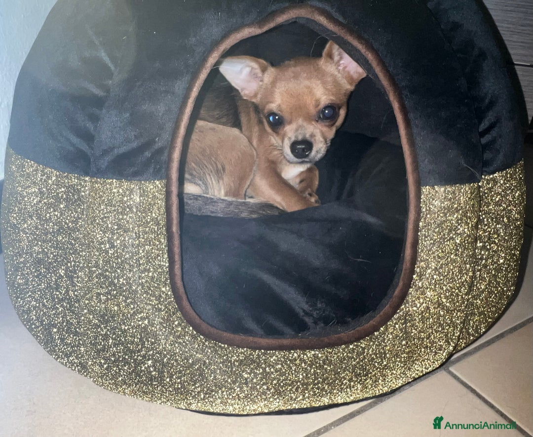 Chihuahua cani in vendita: Chihuahua femmina pedigree Enci pelo corto fulvo - Annuncio 2