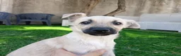 Meticcio cani in regalo: Milù  - Annuncio 12