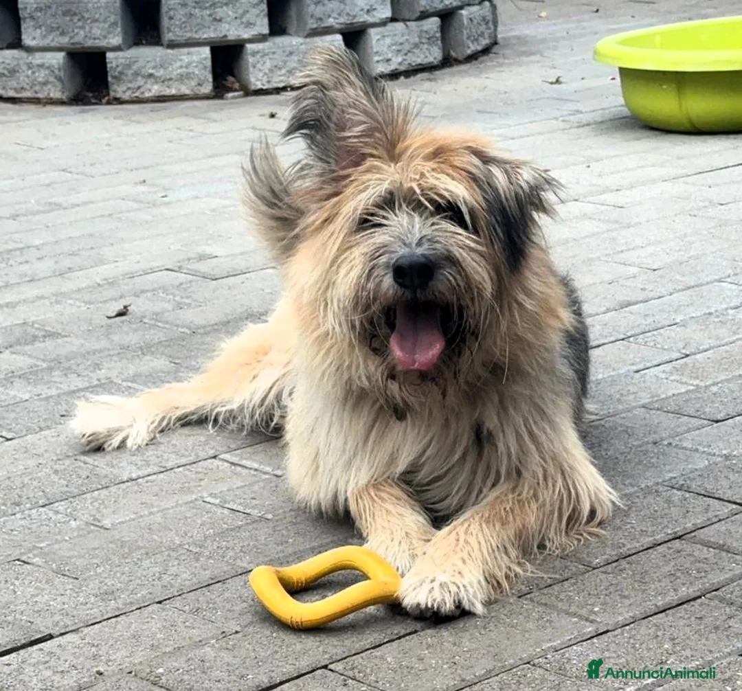 Meticcio cani in regalo: SPANK PASTORE BRIE - Annuncio 3