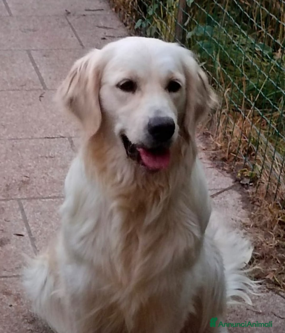 Golden Retriever cani in vendita: Golden retriever cuccioli - Annuncio 3