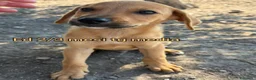 Meticcio cani in regalo: SERVONO ADOZIONI X SALVARLI  a Provincia di Modena - Annuncio 10