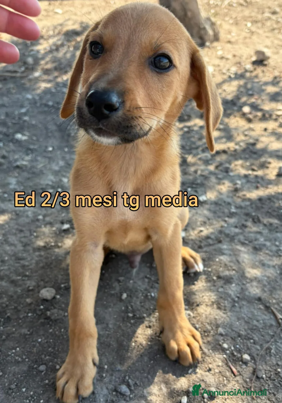 Meticcio cani in regalo: SERVONO ADOZIONI X SALVARLI  a Provincia di Modena - Annuncio 10