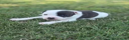 Staffordshire cani in vendita: Stupendi Staffy - Annuncio 4