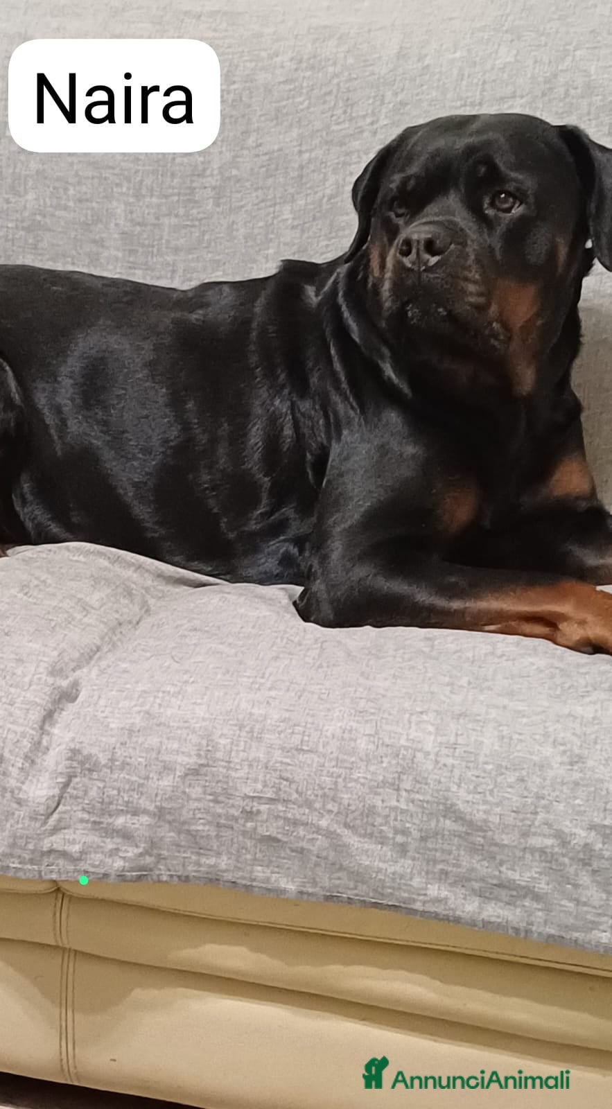 Rottweiler cani Cuccioli rotweiler in vendita  - Annuncio 1
