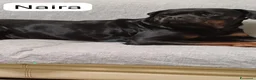 Rottweiler cani in vendita: Cuccioli rotweiler in vendita  - Annuncio 1
