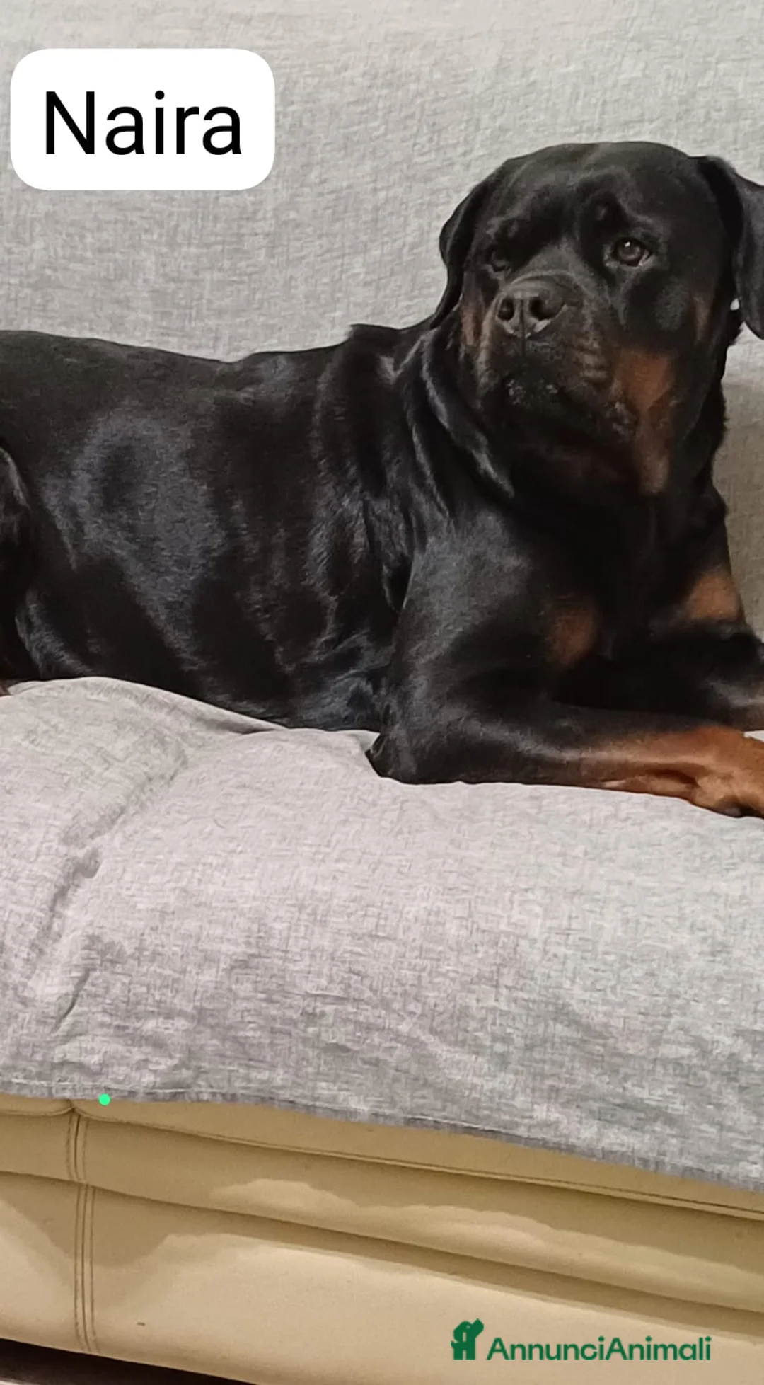 Rottweiler cani in vendita: Cuccioli rotweiler in vendita  - Annuncio 1