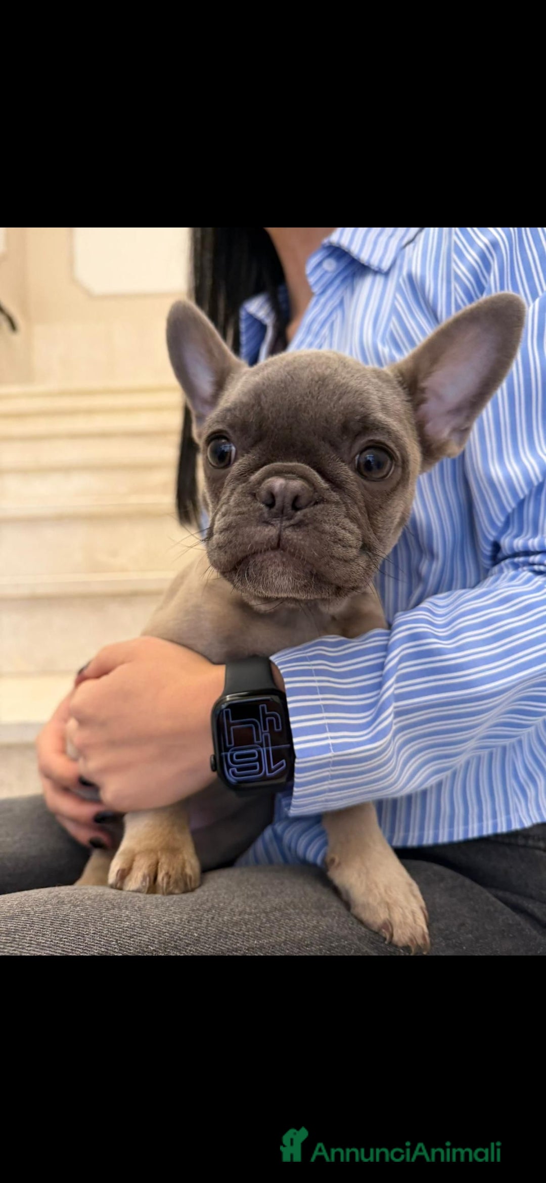 Bulldog Francese cani in vendita: Bulldog francese esotico - Annuncio 1