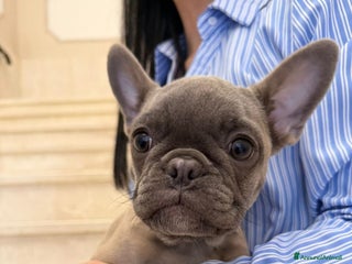 Bulldog Francese cani Bulldog francese esotico - Annuncio 19