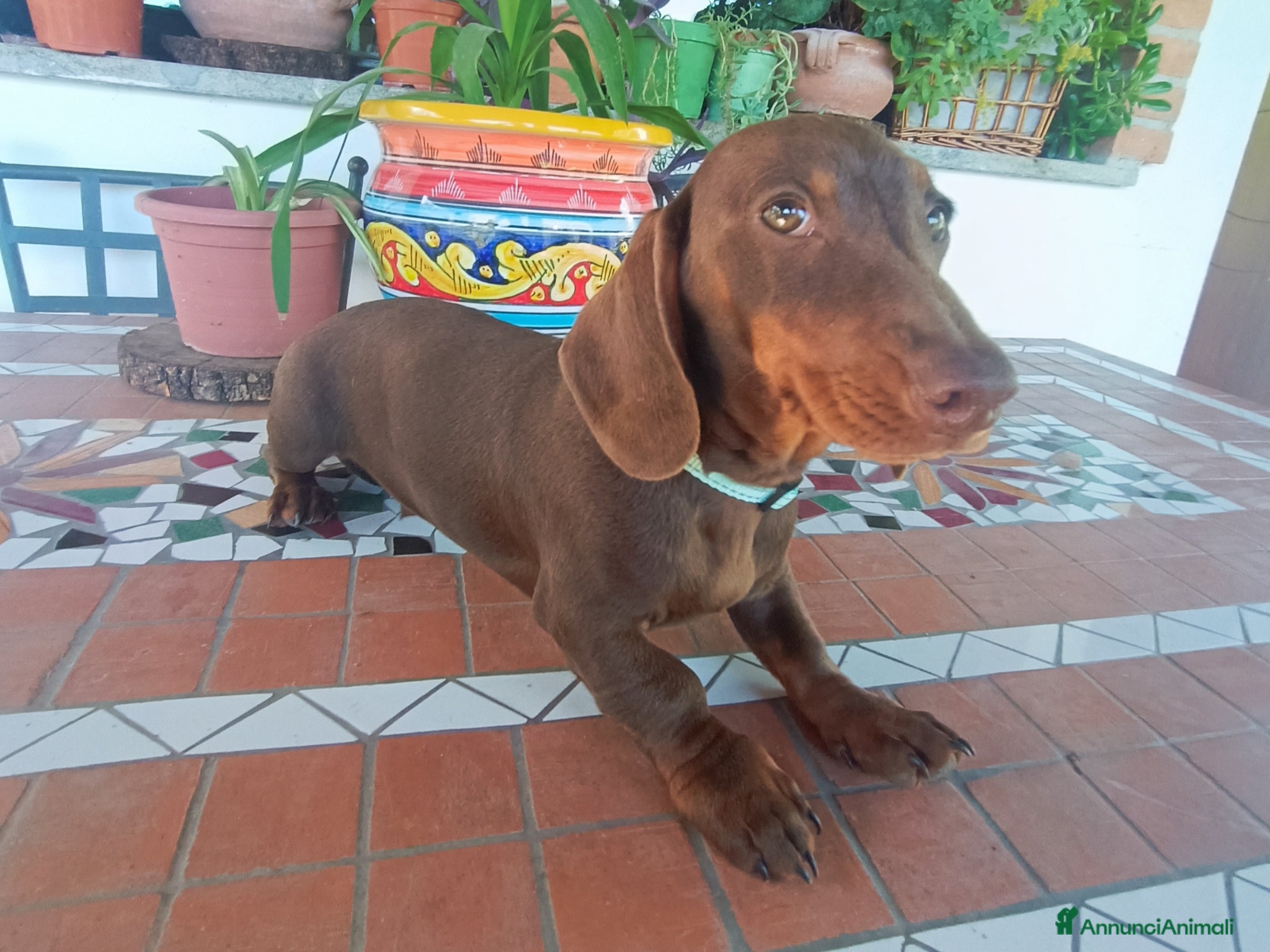 Bassotto cani Bassotto Pedigree Enci.  - Annuncio 2