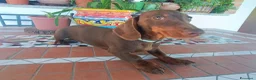 Bassotto cani in vendita: Bassotto con Pedigree Enci.  - Annuncio 3