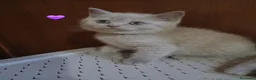 British gatti in vendita: British shortaur - Annuncio 2