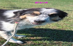 Meticcio cani in regalo: EVA 4anni timida pastorina - Immagine 2