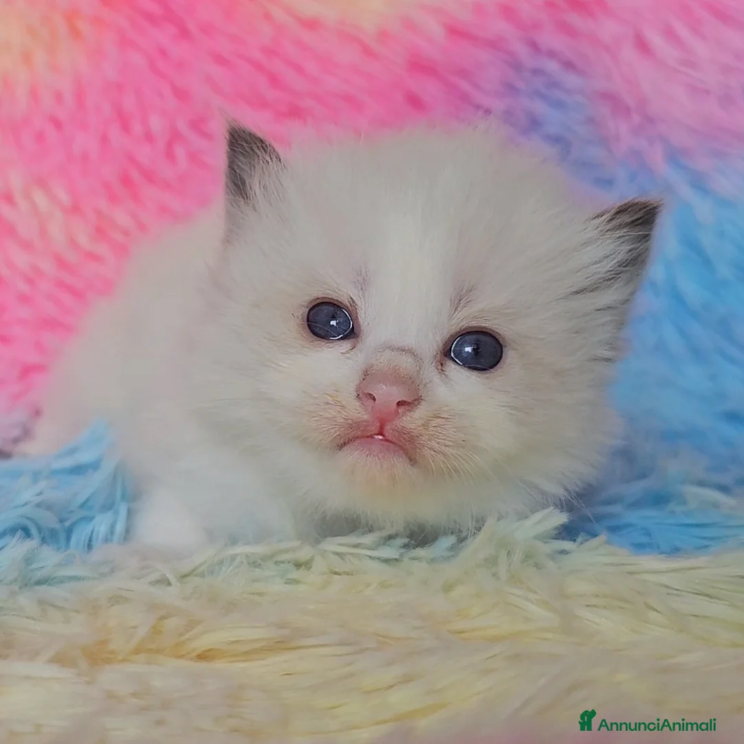 Immagine della galleria {{count}}