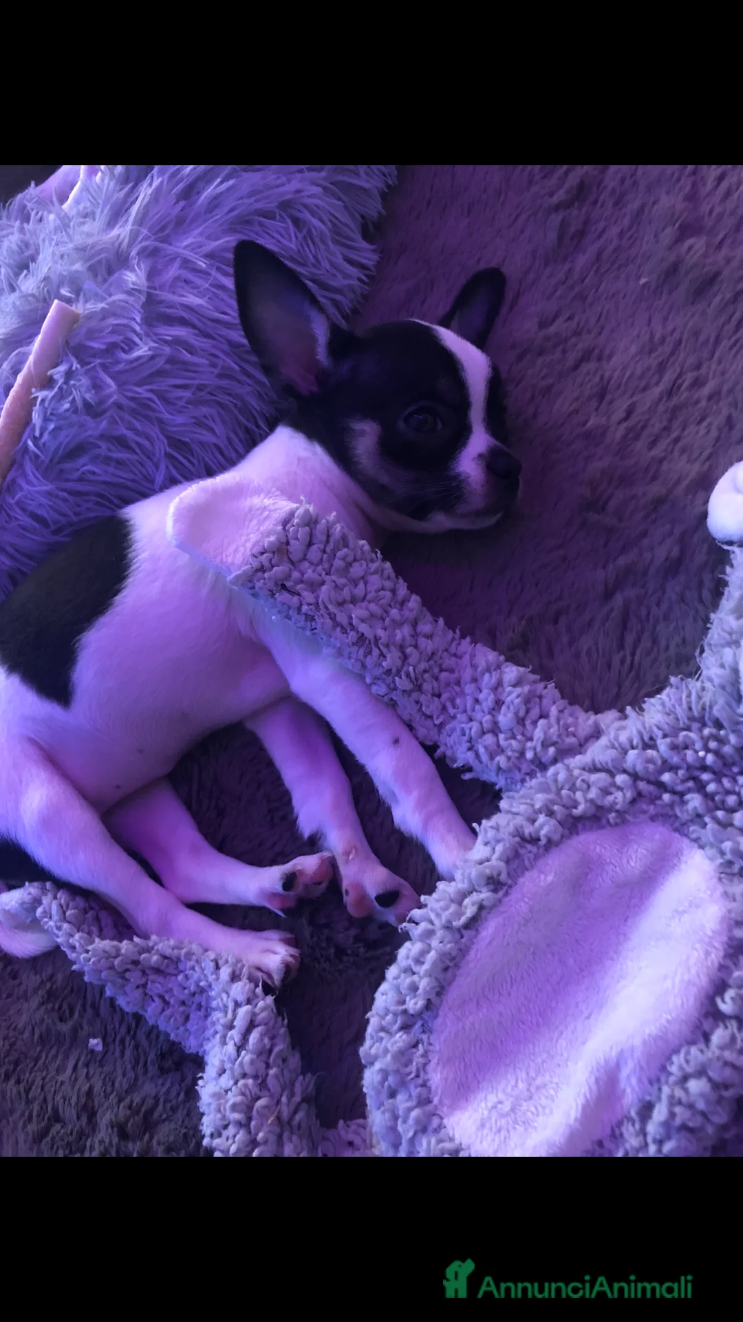 Chihuahua cani in vendita: Chihuahua  - Annuncio 11