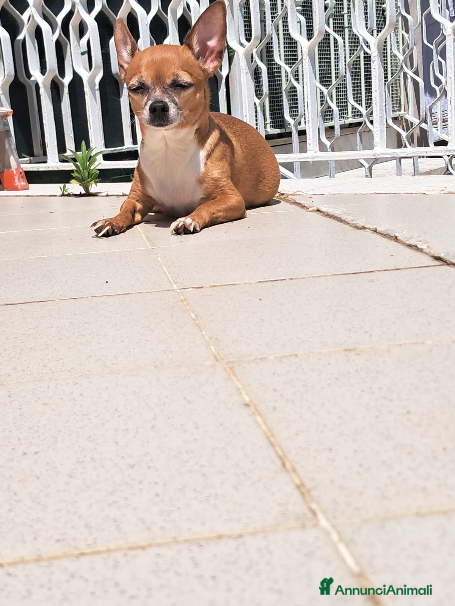 Chihuahua cani Chihuahua  - Annuncio 1