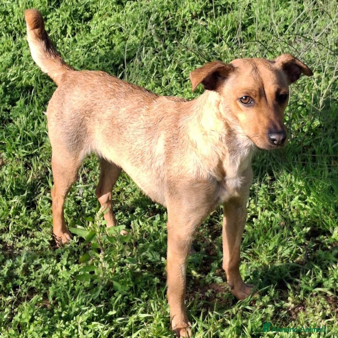 Meticcio cani in regalo: JASMINE 🩷 -dopo tanta sofferenza, ora cerca amore - Annuncio 5